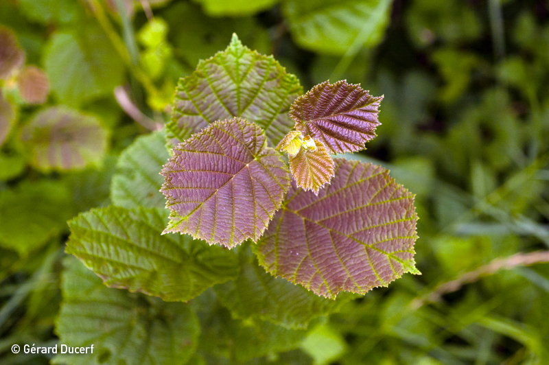 Phytothérapie Noisetier - Extrait de plantes fraîches bio Herbiolys